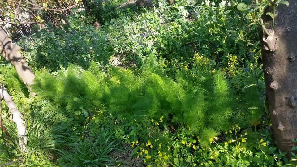 مبيت وإفطار ميتا Villino L'Aranceto Sorrentino المظهر الخارجي الصورة